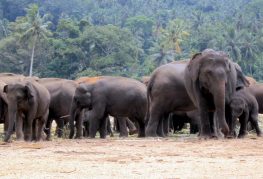 Orfanato de elefantes
